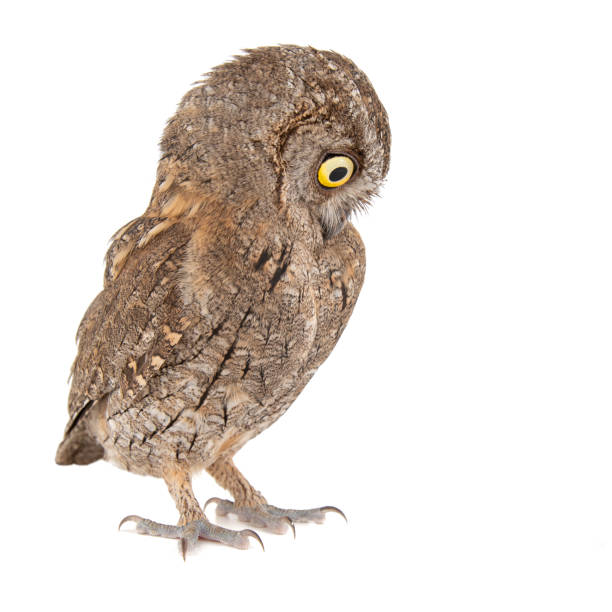 istock Owls - European scops owl, Otus scops, isolated on white background 1136366022
