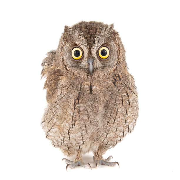 istock Owls - European scops owl, Otus scops, isolated on white background 1136366044