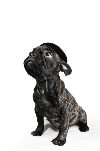 istock French bulldog puppy wearing a hat over white background 1136366240