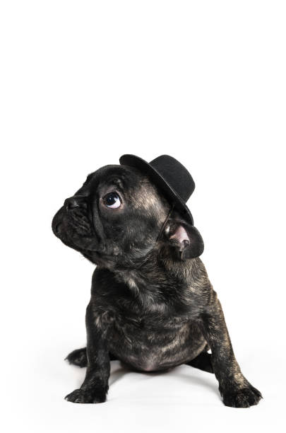 istock French bulldog puppy wearing a hat over white background 1136366272