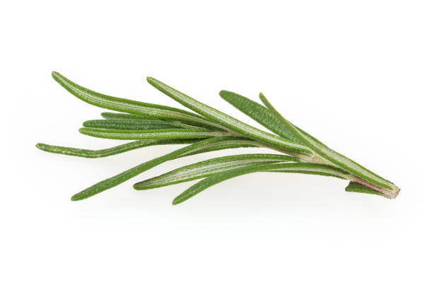 istock Fresh rosemary isolated on white background 1136366442