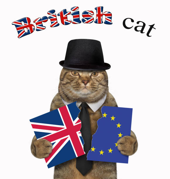 istock Cat holds two pieces of a flag 3 1136367259