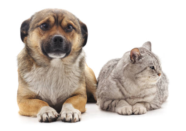 istock The gray cat and puppy. 1136367448