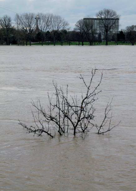 istock Submerged tree: flooding near Cologne, Germany 1136367879