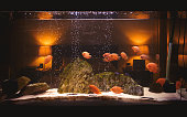 Fish tank aquarium in bedroom
