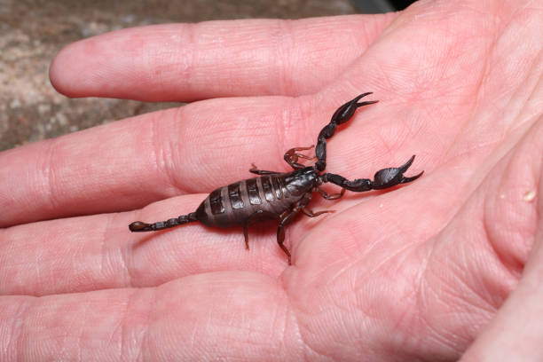 Little European Scorpion on hand stock photo