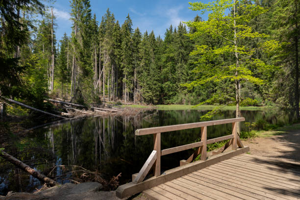 istock Boubin lake, primeval forest, Bohemian Forest National Park. 1136369710