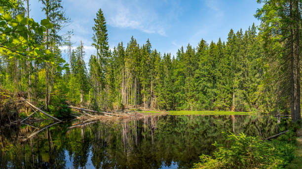 istock Boubin lake, primeval forest, Bohemian Forest National Park. 1136369955