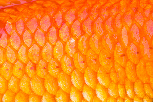 Closeup of goldfish scale. Gold Fish Scales Background