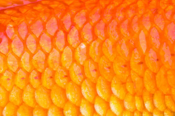 Photo of Goldfish Scale.