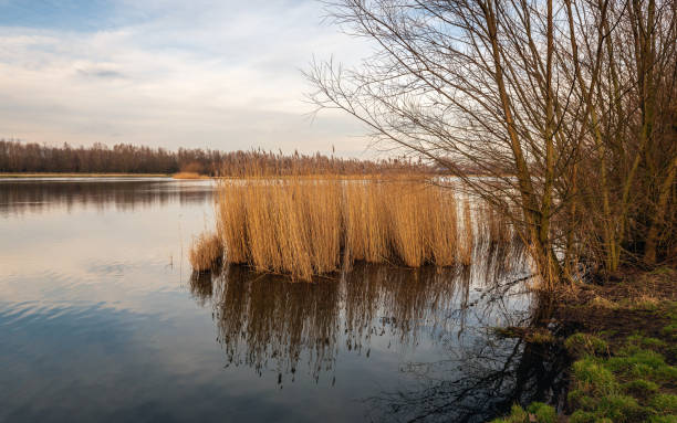 istock Yellowed reed plants reflected in the mirror smooth water surface 1136371269