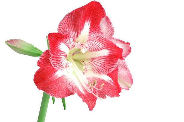 istock Pink and White Amarillis Love Card. White background isolated. 1136372084