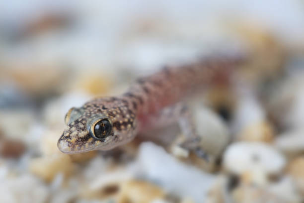 istock Mediterranean house gecko (Hemidactylus turcicus). Closeup 1136372777