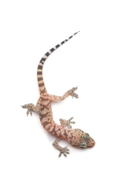 istock Mediterranean house gecko (Hemidactylus turcicus) isolated on white 1136372817