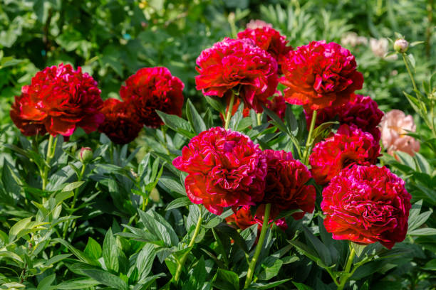 istock Red peony flowers in the garden, Henry Bockstoce 1136373401