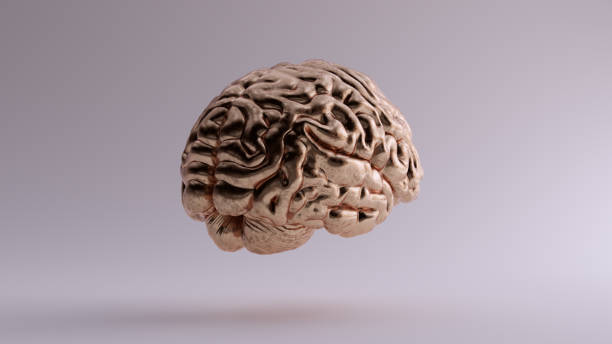 istock Bronze Anatomical Brain 3Q Rear Right 1136373668