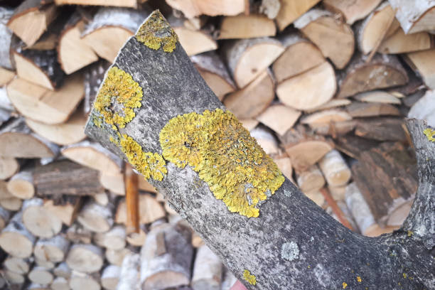 Yellow lichen on a tree on a background of stacked of tree