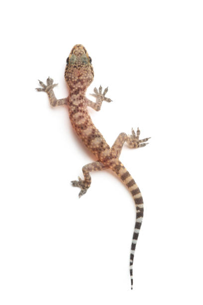 istock Mediterranean house gecko (Hemidactylus turcicus) isolated on white 1136375149