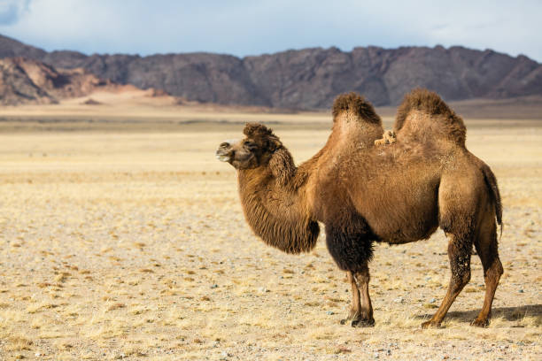 istock Camel in the foothills of Western Mongolia. 1136375604