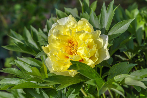 Yellow Peony Hybrid \