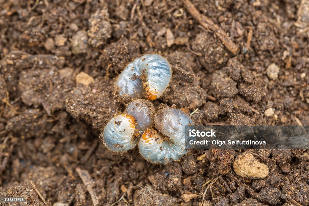 Close up of white grubs burrowing into the soil. The larva of a chafer beetle, sometimes known as the May beetle, June bug or June Beetle Pub Food Stock Photo