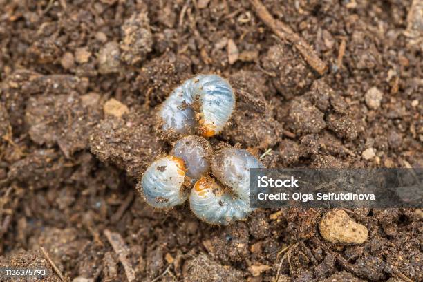 Close Up Of White Grubs Burrowing Into The Soil The Larva Of A Chafer Beetle Sometimes Known As The May Beetle June Bug Or June Beetle Stock Photo - Download Image Now