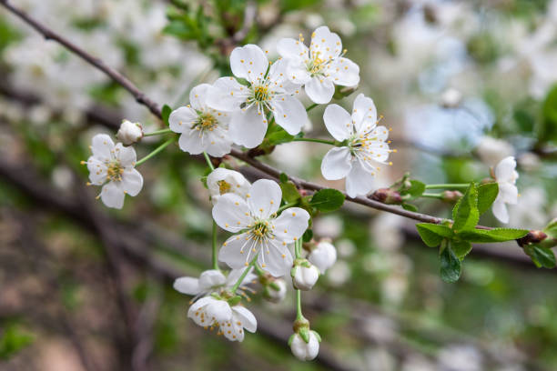 istock White cherry flowers, spring sunny day. First spring flowers. 1136377341
