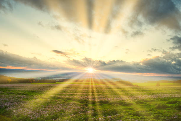 太陽の光で花の草原 - 朝日 ストックフォトと画像