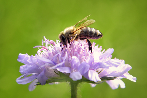 Enjoy the spring! Everything is blooming and the bees are diligently flying from flower to flower.