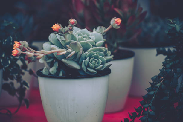istock Succulent plants. vintage style 1136379835
