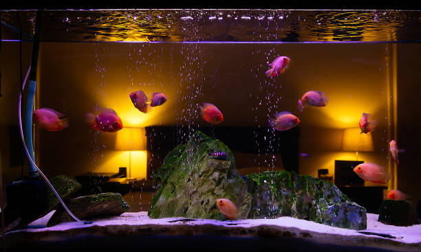 istock Fish tank aquarium in bedroom 1136380786