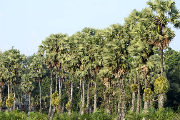istock Landscape of palm trees in the fields 1136381919