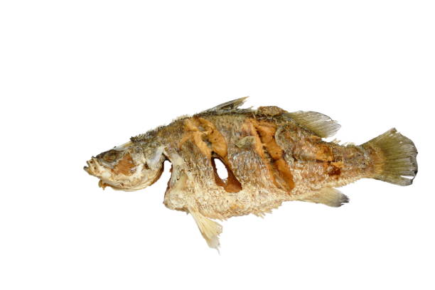 istock deep fried salty bass fish on white background 1136381947