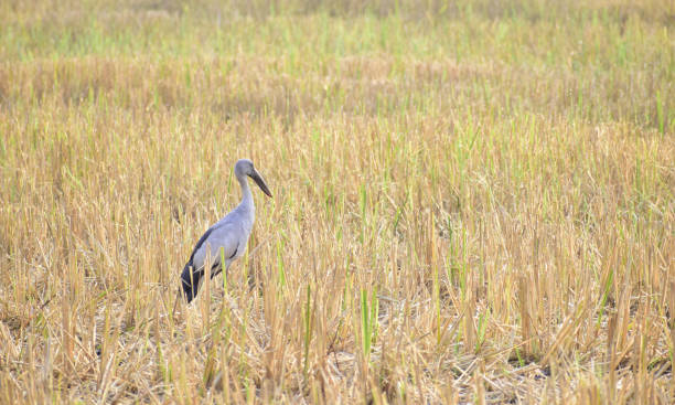 istock Birds are looking for food in the fields. 1136382177