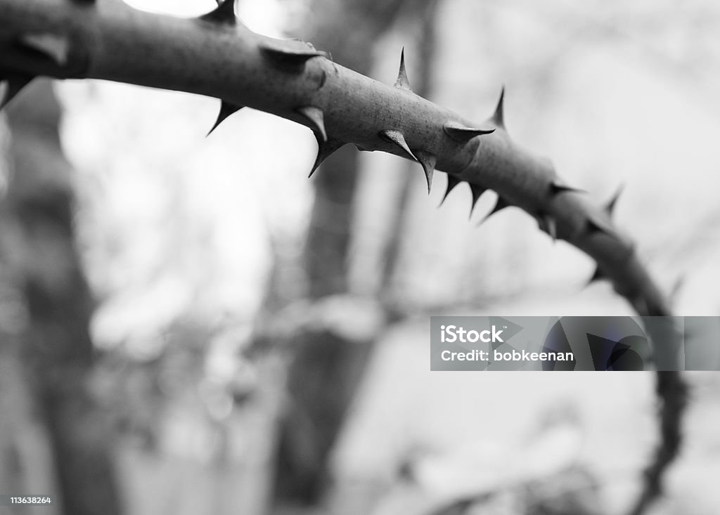 Narrow focus rose branch bw  Thorn Bush Stock Photo