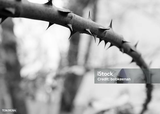 Narrow Focus Rose Branch Bw Stock Photo - Download Image Now - Thorn Bush, Thorn, Dark