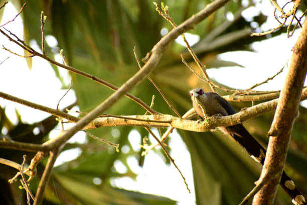 istock Green-billed-malkoha birds are pecking worms on trees. 1136382954