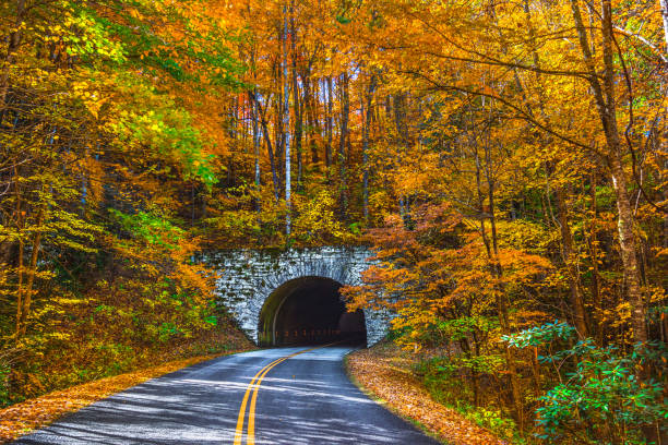 blue ridge parkway tunnel w pobliżu asheville north carolina podczas upadku - blue ridge mountains blue ridge parkway north carolina autumn zdjęcia i obrazy z banku zdjęć