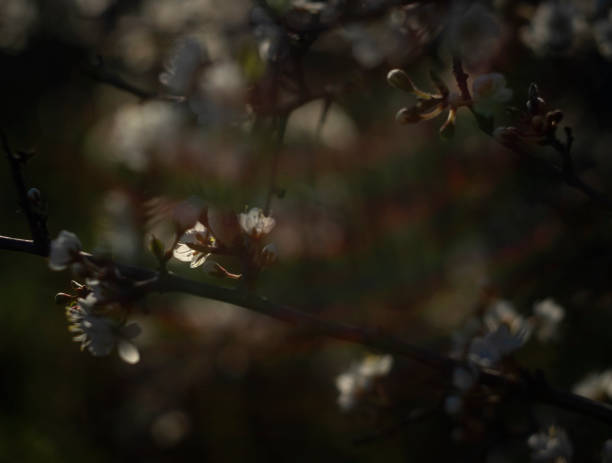 istock Flowering thorn Bush (blackthorn) in the warm spring sun in Greece 1136383836