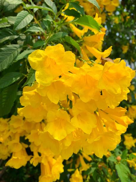istock Yellow flower in the garden. 1136384932