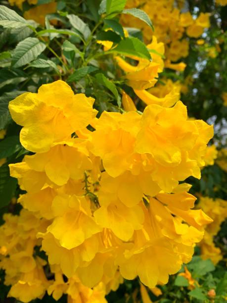 istock Yellow flower in the garden. 1136384935