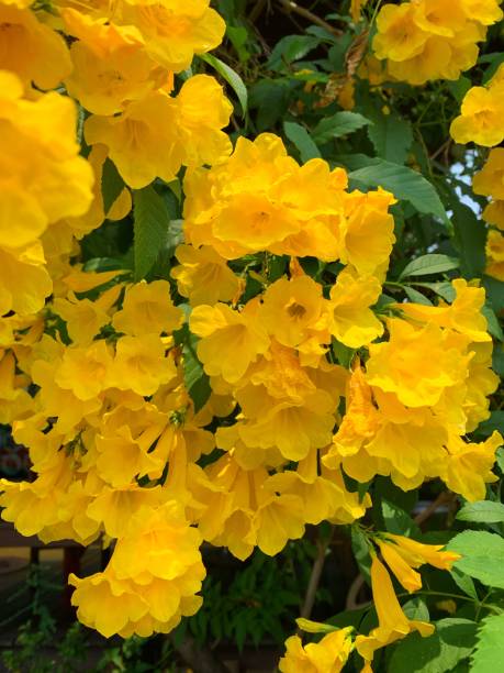 istock Yellow flower in the garden. 1136384949
