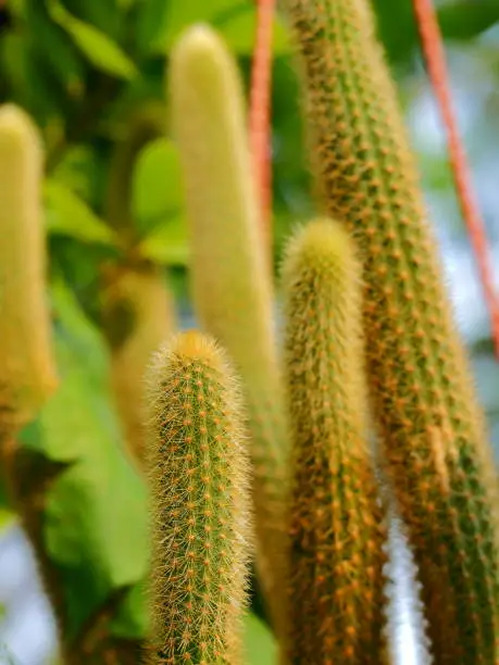 Photo of Cactus in pot