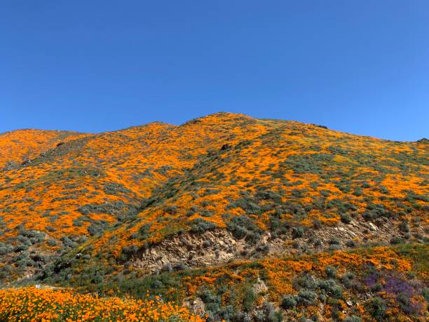 istock California poppy Superbloom 1136385319