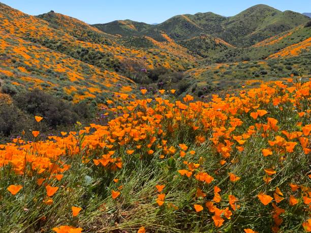 istock California poppy Superbloom 1136385349