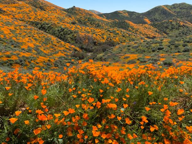istock California poppy Superbloom 1136385382
