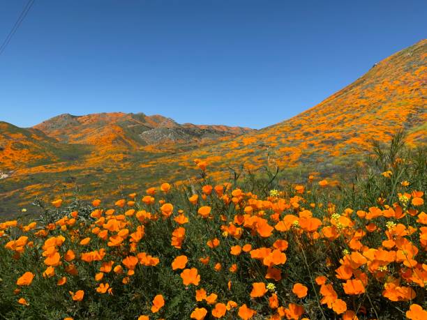 California poppy Superbloom