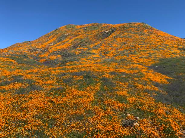 istock California poppy Superbloom 1136385446