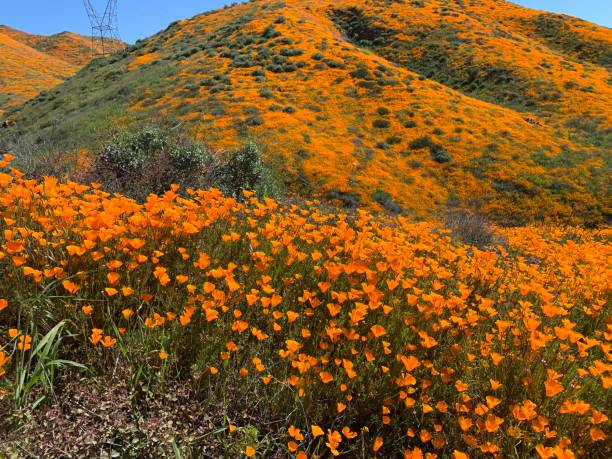istock California poppy Superbloom 1136385503