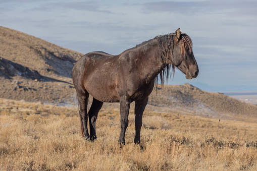 a majestic wild horse stallion in the Utah desert in winter